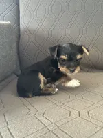 Bowie, a male Yorkshire Terrier for sale in Bonanza, OR – 4 of 7