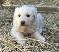 Queen, a female Great Pyrenees for sale in Bonanza, OR – 3 of 7