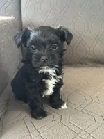 Brice, a male Yorkshire Terrier for sale in Bonanza, OR – 3 of 7
