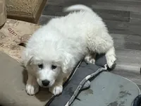 Queen, a female Great Pyrenees for sale in Bonanza, OR – 2 of 10