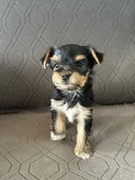 Bowie, a male Yorkshire Terrier for sale in Bonanza, OR – 3 of 7