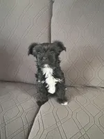 Brice, a male Yorkshire Terrier for sale in Bonanza, OR – 3 of 10