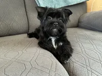 Brice, a male Yorkshire Terrier for sale in Bonanza, OR – 3 of 10