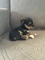 Bowie, a male Yorkshire Terrier for sale in Bonanza, OR – 5 of 7