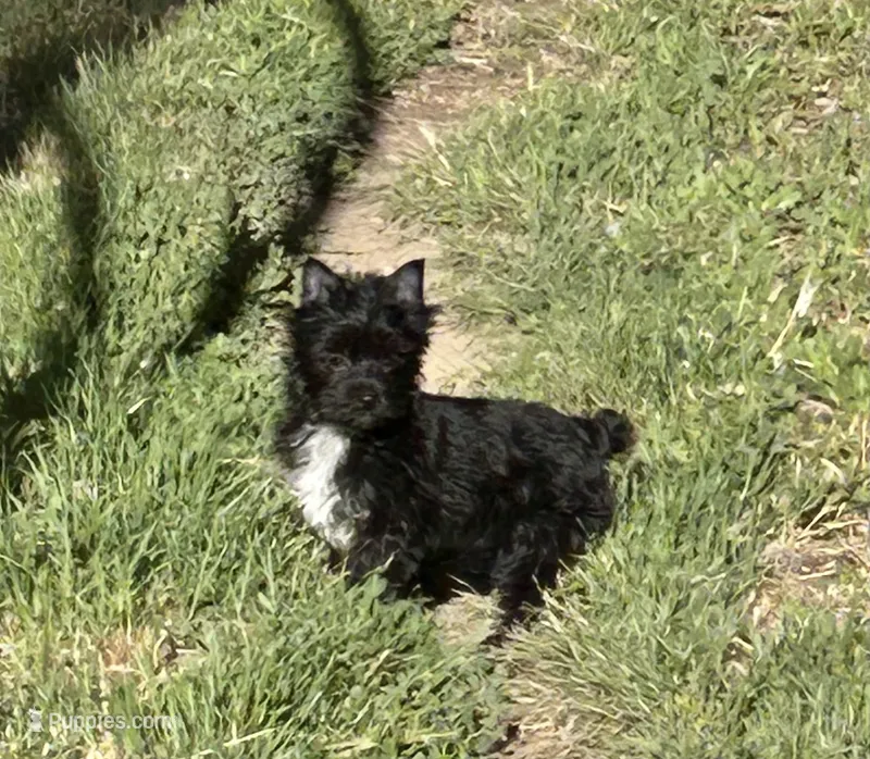 Blake – Yorkshire Terrier puppy for sale in Bonanza, OR