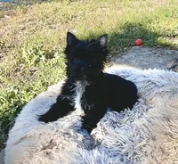 Blake, a male Yorkshire Terrier for sale in Bonanza, OR – 4 of 10
