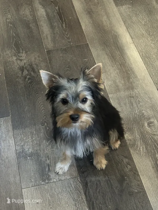 Bowie – Yorkshire Terrier puppy for sale in Bonanza, OR