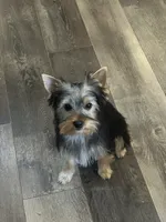 Bowie, a male Yorkshire Terrier for sale in Bonanza, OR – 1 of 10