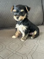Bowie, a male Yorkshire Terrier for sale in Bonanza, OR – 2 of 7