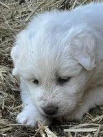 Queen, a female Great Pyrenees for sale in Bonanza, OR – 7 of 7