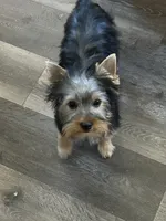 Bowie, a male Yorkshire Terrier for sale in Bonanza, OR – 5 of 10