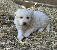 Queen, a female Great Pyrenees for sale in Bonanza, OR – 5 of 7