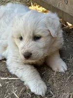 Queen, a female Great Pyrenees for sale in Bonanza, OR – 6 of 7