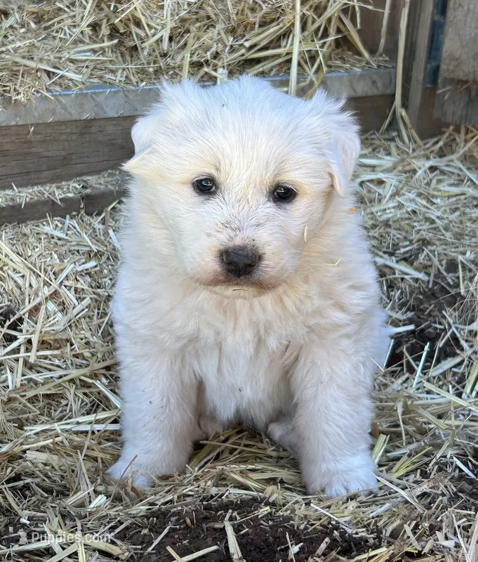 Queen – Great Pyrenees puppy for sale in Bonanza, OR