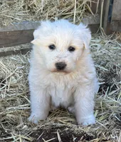Queen, a female Great Pyrenees for sale in Bonanza, OR – 1 of 7