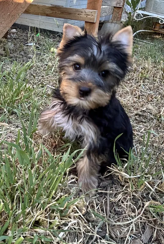 Bowie – Yorkshire Terrier puppy for sale in Bonanza, OR