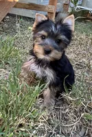 Bowie, a male Yorkshire Terrier for sale in Bonanza, OR – 1 of 10