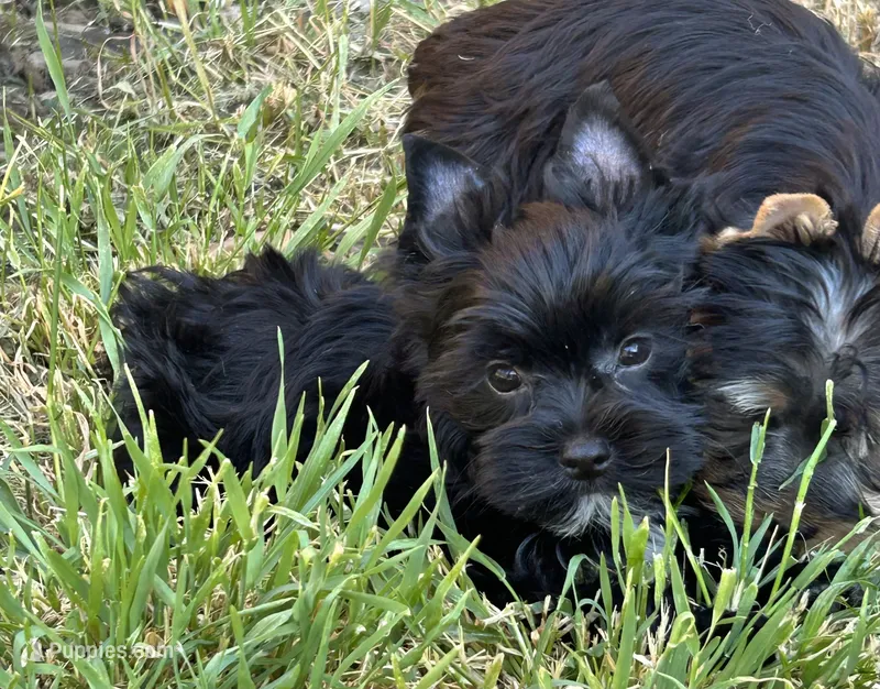 Brice – Yorkshire Terrier puppy for sale in Bonanza, OR