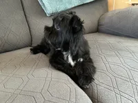 Brice, a male Yorkshire Terrier for sale in Bonanza, OR – 2 of 10