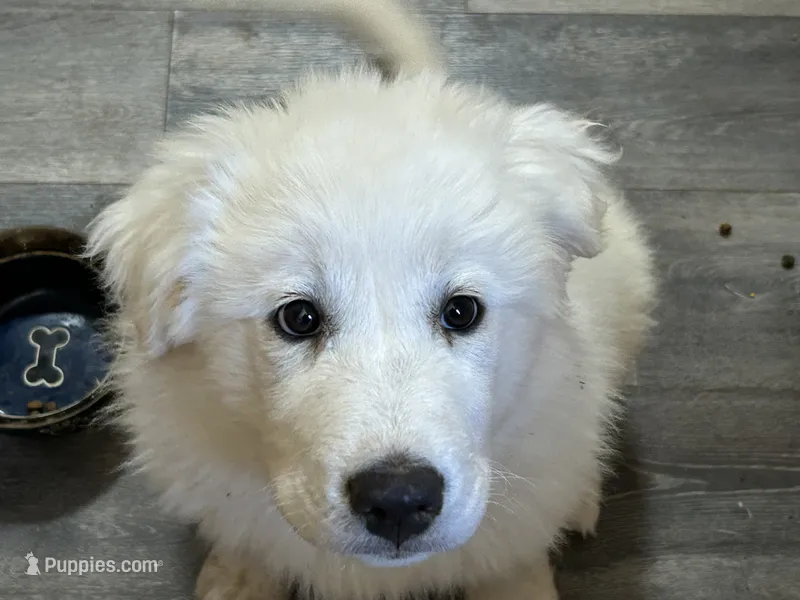 Queen – Great Pyrenees puppy for sale in Bonanza, OR