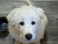Queen, a female Great Pyrenees for sale in Bonanza, OR – 1 of 10