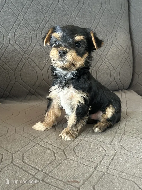 Bowie – Yorkshire Terrier puppy for sale in Bonanza, OR
