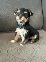 Bowie, a male Yorkshire Terrier for sale in Bonanza, OR – 1 of 7