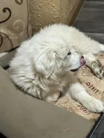 Queen, a female Great Pyrenees for sale in Bonanza, OR – 3 of 10
