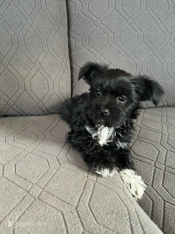 Blake – Yorkshire Terrier puppy for sale in Bonanza, OR