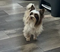 Brice, a male Yorkshire Terrier for sale in Bonanza, OR – 6 of 7