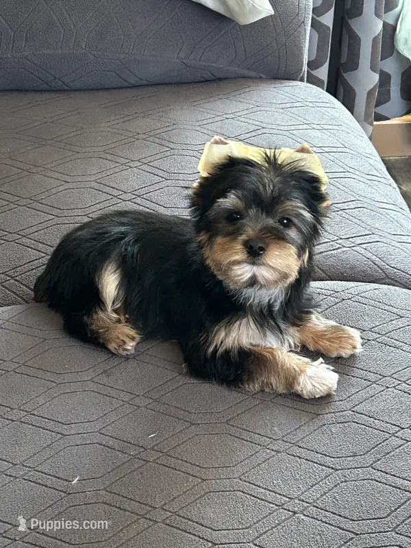 Bowie – Yorkshire Terrier puppy for sale in Bonanza, OR