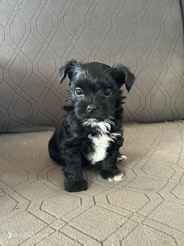 Brice – Yorkshire Terrier puppy for sale in Bonanza, OR