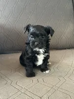 Brice, a male Yorkshire Terrier for sale in Bonanza, OR – 1 of 7