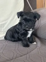 Brice, a male Yorkshire Terrier for sale in Bonanza, OR – 2 of 7