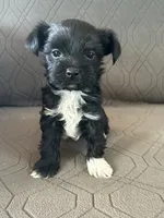 Blake, a male Yorkshire Terrier for sale in Bonanza, OR – 2 of 6