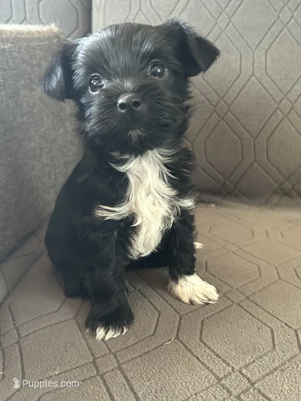 Blake – Yorkshire Terrier puppy for sale in Bonanza, OR