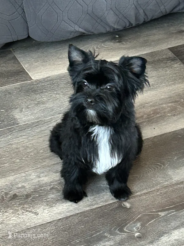 Brice – Yorkshire Terrier puppy for sale in Bonanza, OR
