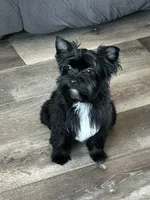 Brice, a male Yorkshire Terrier for sale in Bonanza, OR – 1 of 10