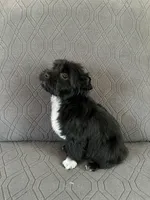 Blake, a male Yorkshire Terrier for sale in Bonanza, OR – 6 of 10