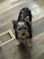 Bowie, a male Yorkshire Terrier for sale in Bonanza, OR – 3 of 10