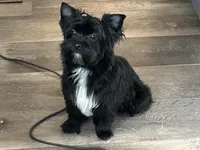 Brice, a male Yorkshire Terrier for sale in Bonanza, OR – 4 of 10
