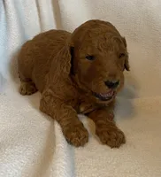 Nat, a female Poodle - Standard  for sale in Franklinville, NY – 1 of 1