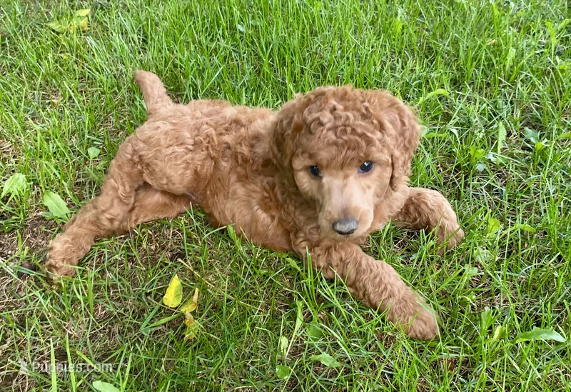 Nat – Poodle - Standard  puppy for sale in Franklinville, NY