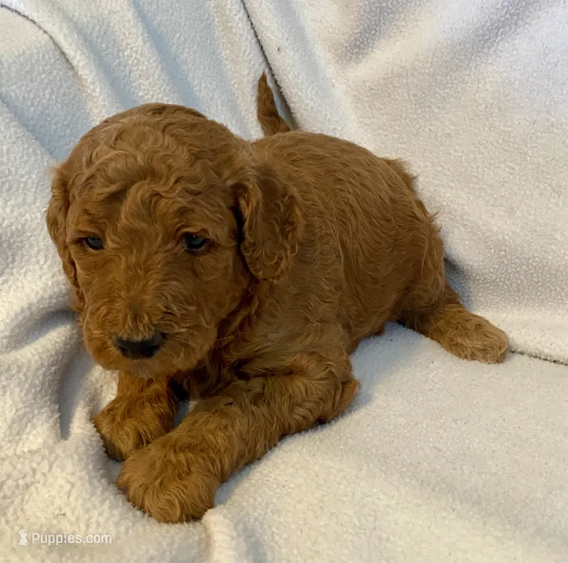 Troy – Poodle - Standard  puppy for sale in Franklinville, NY