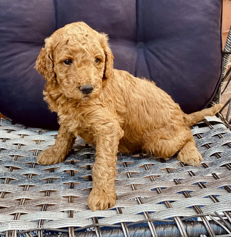 Troy – Poodle - Standard  puppy for sale in Franklinville, NY