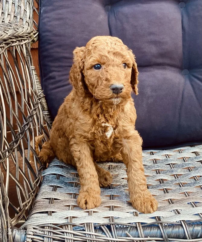Mac – Poodle - Standard  puppy for sale in Franklinville, NY