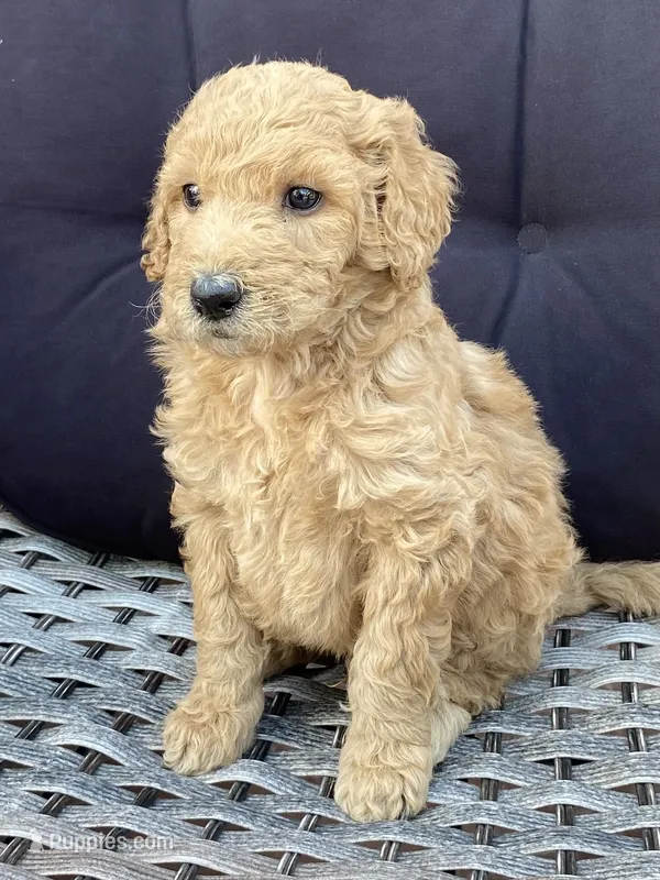 Miquel – Poodle - Standard  puppy on hold in Franklinville, NY