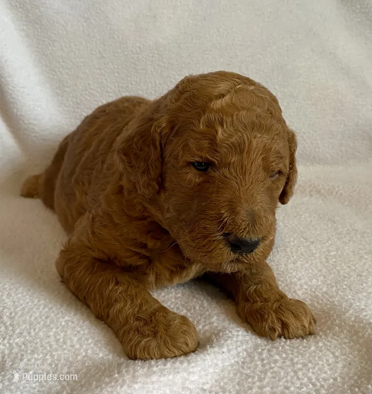 Troy – Poodle - Standard  puppy for sale in Franklinville, NY