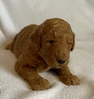 Troy, a male Poodle - Standard  for sale in Franklinville, NY – 1 of 1
