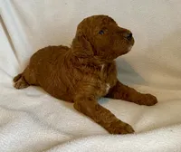 Mac, a male Poodle - Standard  for sale in Franklinville, NY – 1 of 1